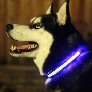🏆Host Pick🏆 (OFFERS WELCOME) HALO Dog Collar